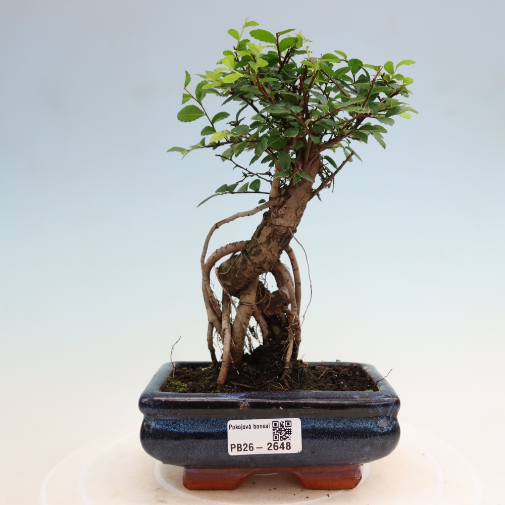Szobai bonsai - Ulmus parvifolia - Kislevelű szilfa