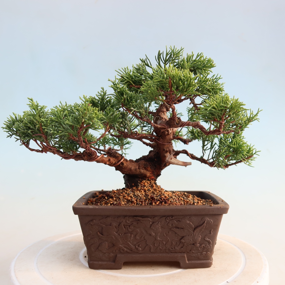 Kültéri bonsai - Juniperus chinensis Itoigawa