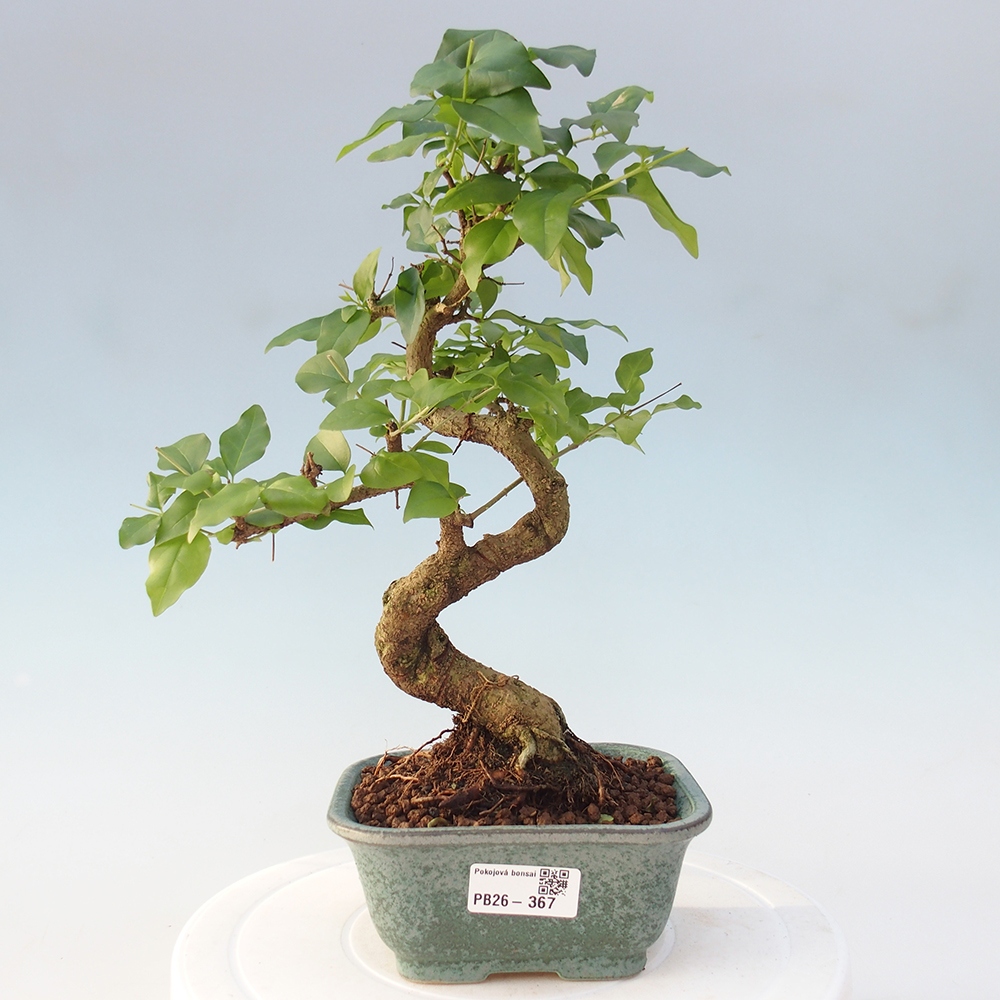 Szobai bonsai -Ligustrum chinensis - Madárcsőr