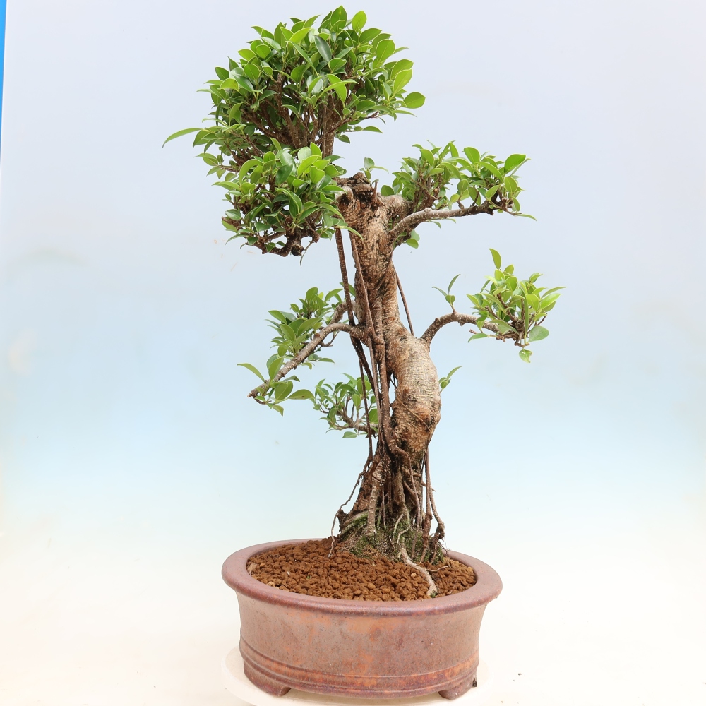 Szobai bonsai - Ficus kimmen - kislevelű fikusz