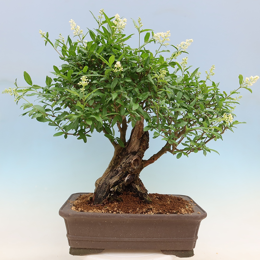 Kültéri bonsai - Ligustrum vulgare - Madárcsőr