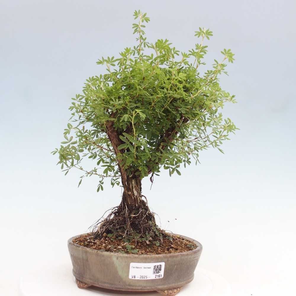Kültéri bonsai - Potentila fruticosa sárga Bird