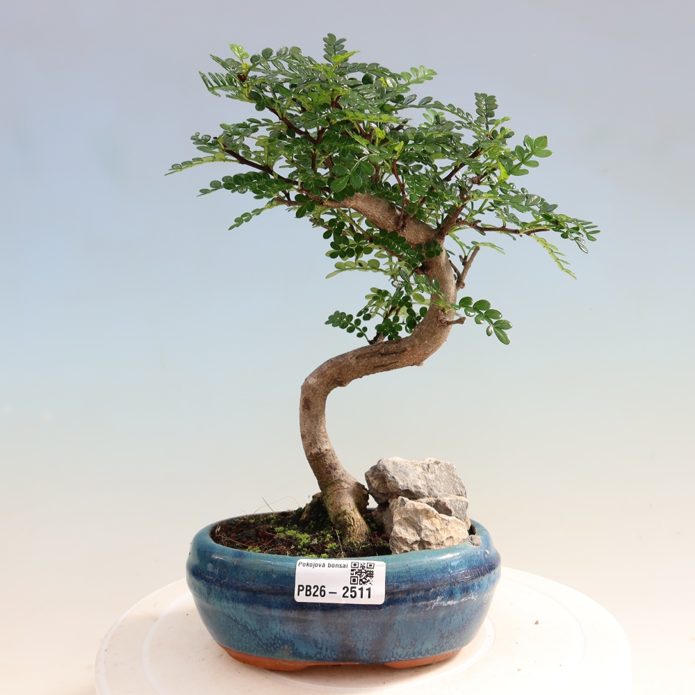 Szobai bonsai - Zantoxylum piperitum - borsfa