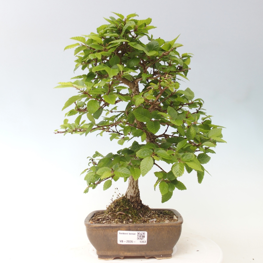 Kültéri bonsai -Carpinus CARPINOIDES - Koreai gyertyánfa