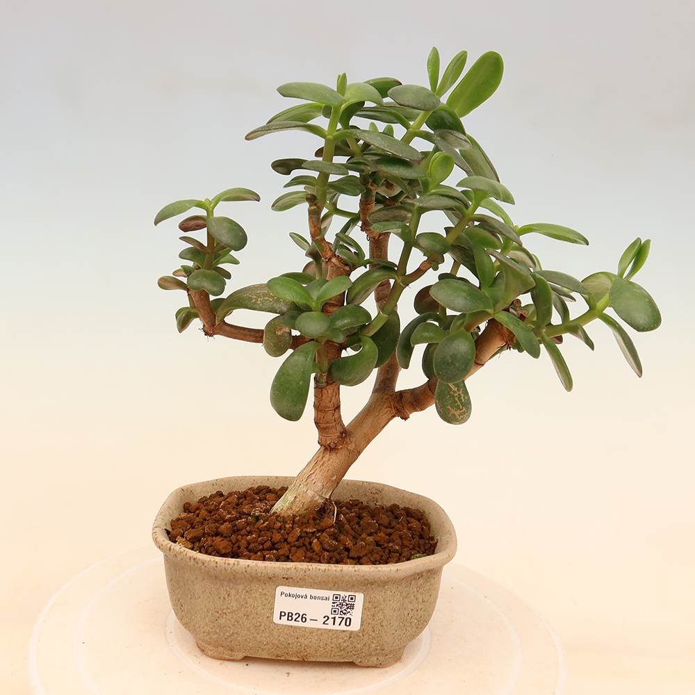 Szoba bonsai - Portulakaria Afra - Tlustice