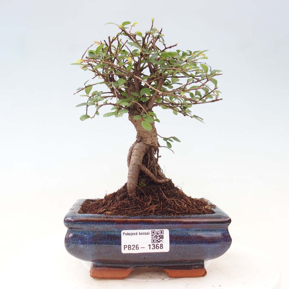 Szobai bonsai - Ulmus parvifolia - Kislevelű szilfa