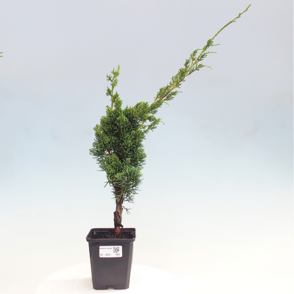 Kültéri bonsai - Juniperus chinensis Kishu