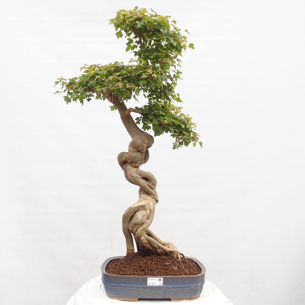 Kültéri bonsai - Acer Buergerianum - Burger juhar