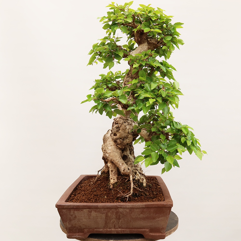 Kültéri bonsai -Carpinus Coreana - Koreai gyertyánfa