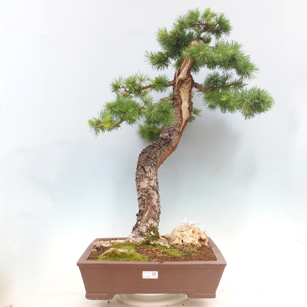 Kültéri bonsai - Larix decidua - vörösfenyő