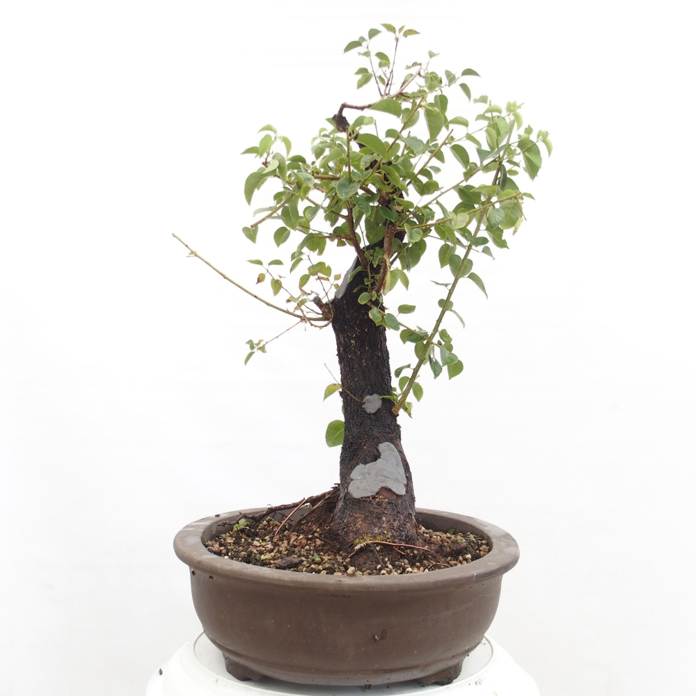 Kültéri bonsai - Mahalebka - Prunus mahaleb - Prunus mahaleb