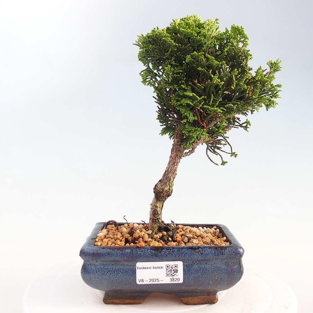 Kültéri bonsai - Cham.pis obtusa Nana Gracilis - ciprus