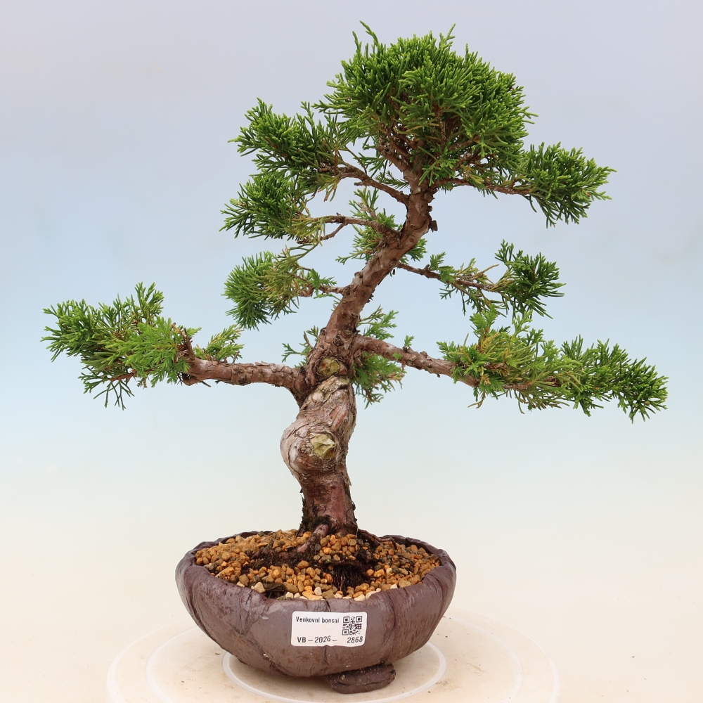 Kültéri bonsai - Juniperus chinensis Itoigawa