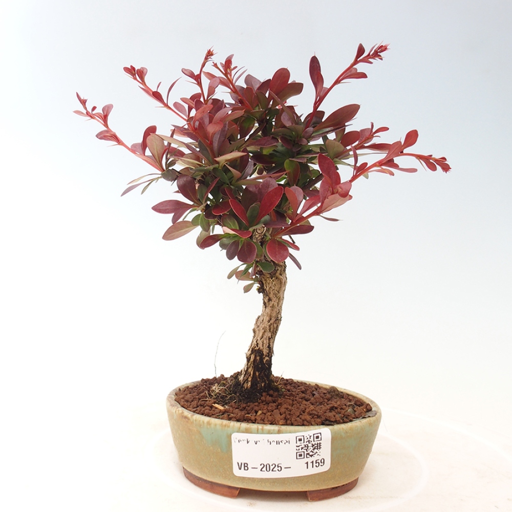 Kültéri bonsai - Berberis thunbergii Kobold