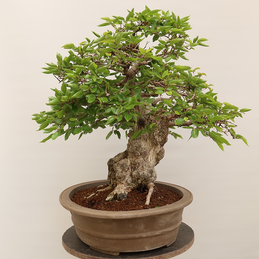 Kültéri bonsai -Carpinus Coreana - Koreai gyertyánfa