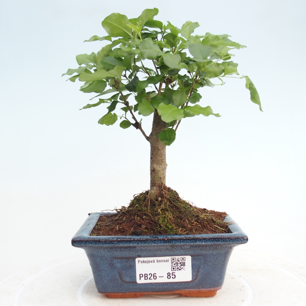 Szobai bonsai -Ligustrum chinensis - Madárcsőr