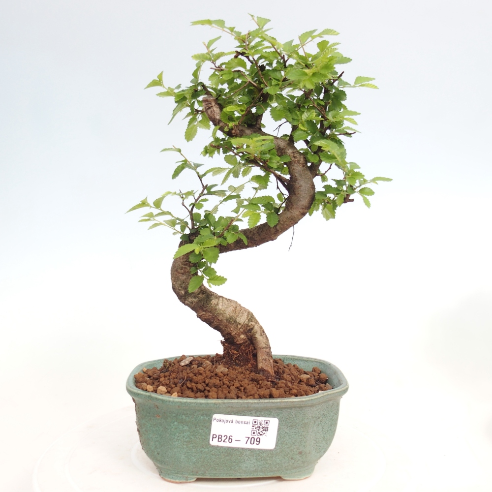 Szobai bonsai - Ulmus parvifolia - Kislevelű szilfa