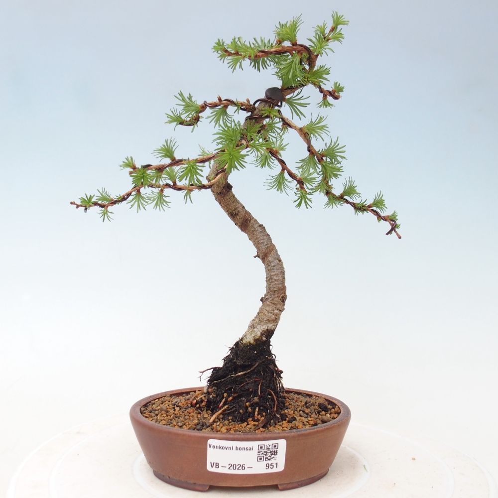 Kültéri bonsai - Larix Kaempferi - Japán vörösfenyő