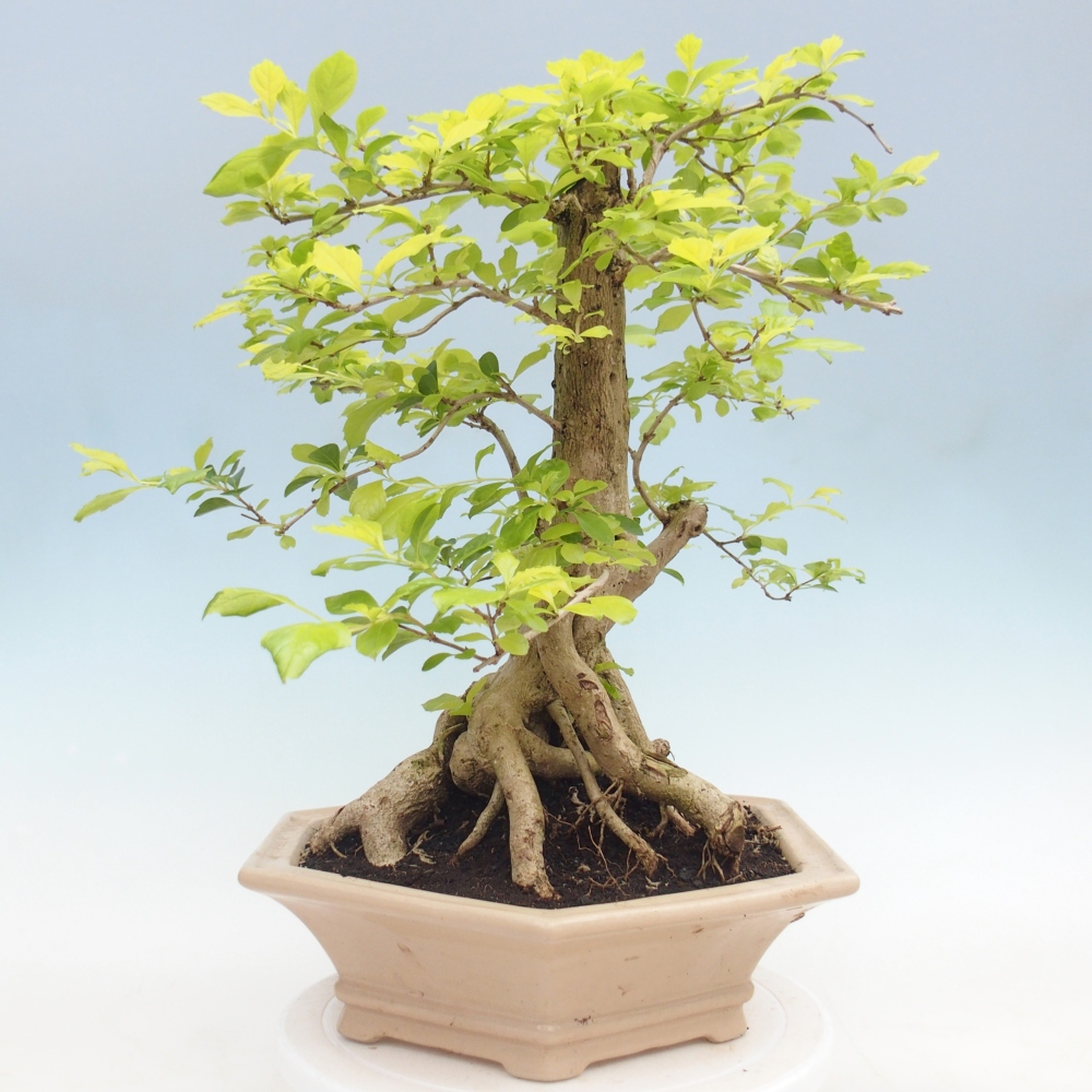 Szobai bonsai - Duranta erecta Aurea - CSAK SZEMÉLYES Begyűjtés vagy raklapos szállítás