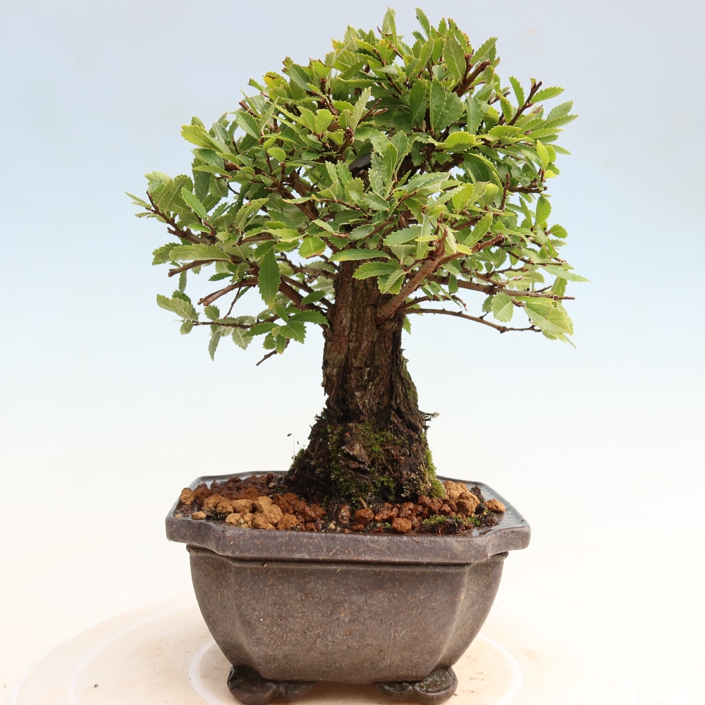 Kültéri bonsai - Zelkova - Zelkova NIRE