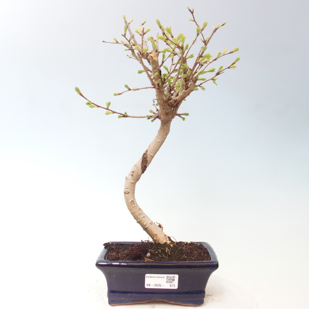 Kültéri bonsai -Pseudolarix amabis-Pseudolarix amabis-Pseudolarix amabis