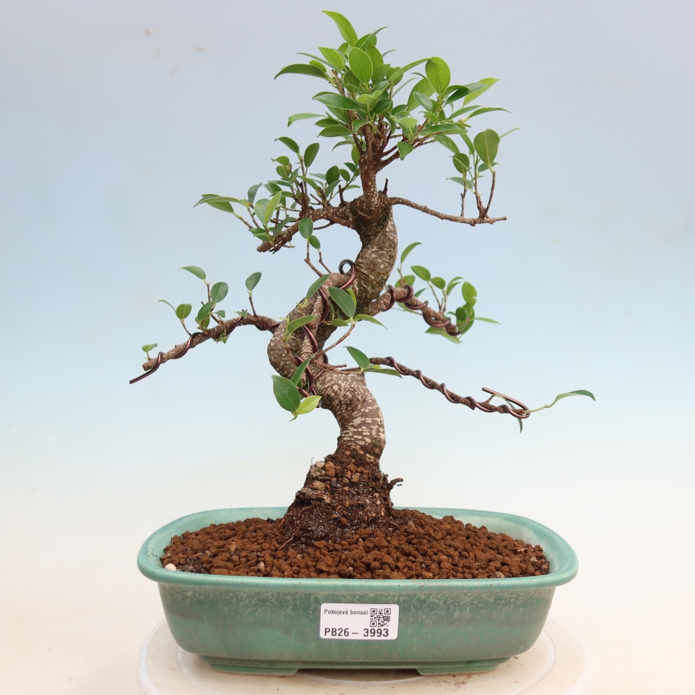 Szobai bonsai - Ficus kimmen - kislevelű fikusz