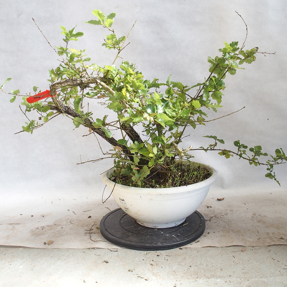 Kültéri bonsai Quercus Cerris - Tölgy Cer