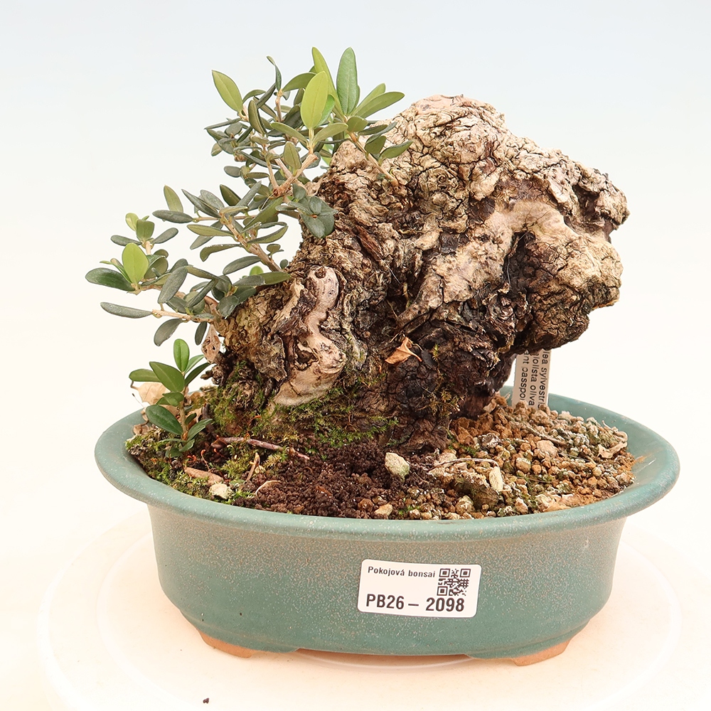 Beltéri bonsai - Olea europaea sylvestris