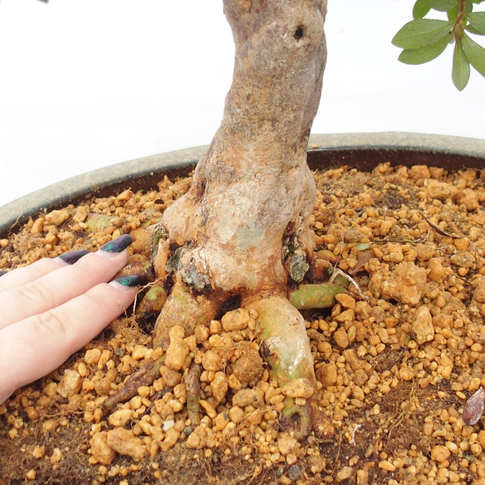 Kültéri bonsai - Japán azálea - Azalea Hanatsuzuri