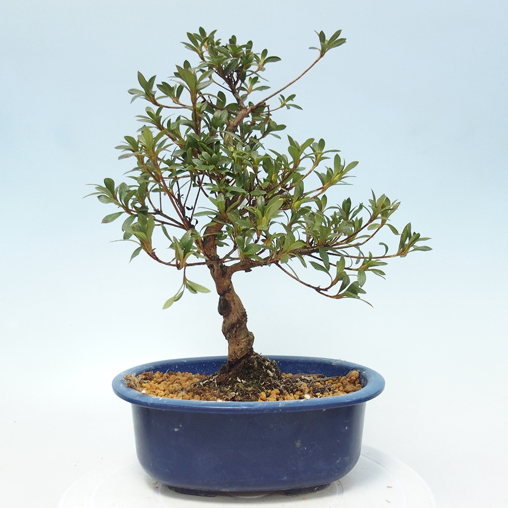 Kültéri bonsai - Japán azálea - Azalea Senhime