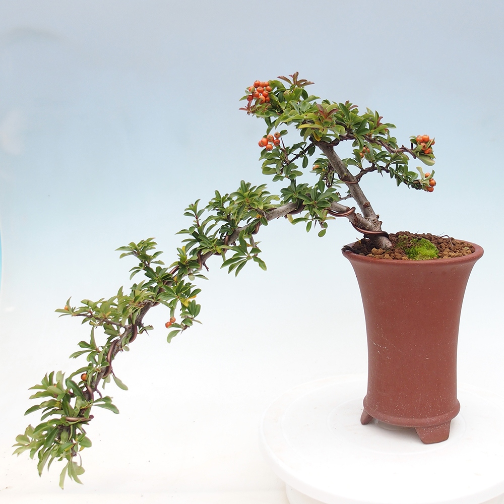 Kültéri bonsai-Pyracantha Teton - Hlox