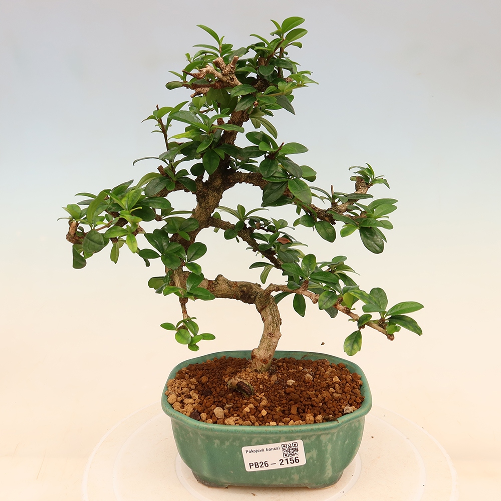 Szobai bonsai - Carmona macrophylla - Tea fuki