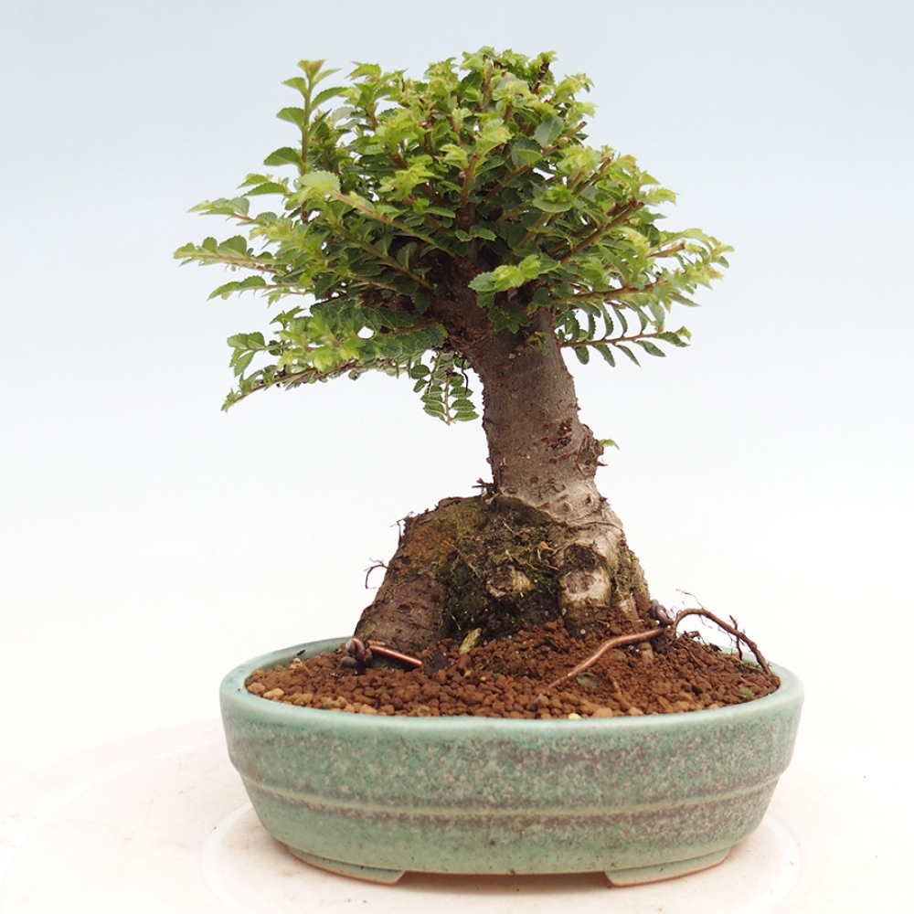 Kültéri bonsai - Ulmus parvifolia Hokkaido - Kínai szil - Ulmus parvifolia Hokkaido