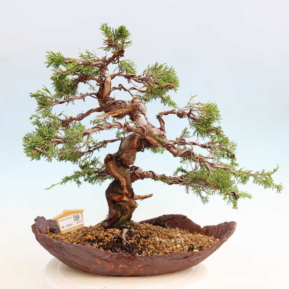 Kültéri bonsai - Juniperus chinensis Itoigawa-Juniperus chinensis