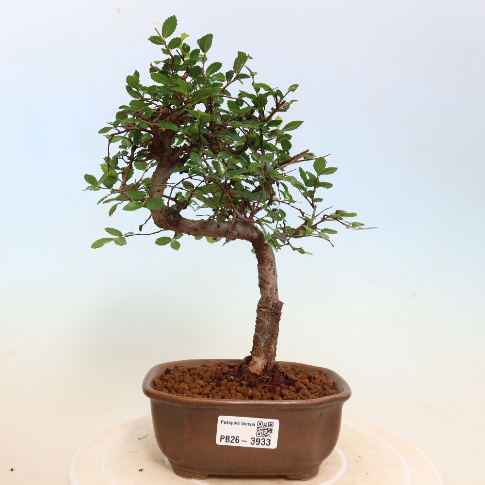 Szobai bonsai - Ulmus parvifolia - Kislevelű szilfa