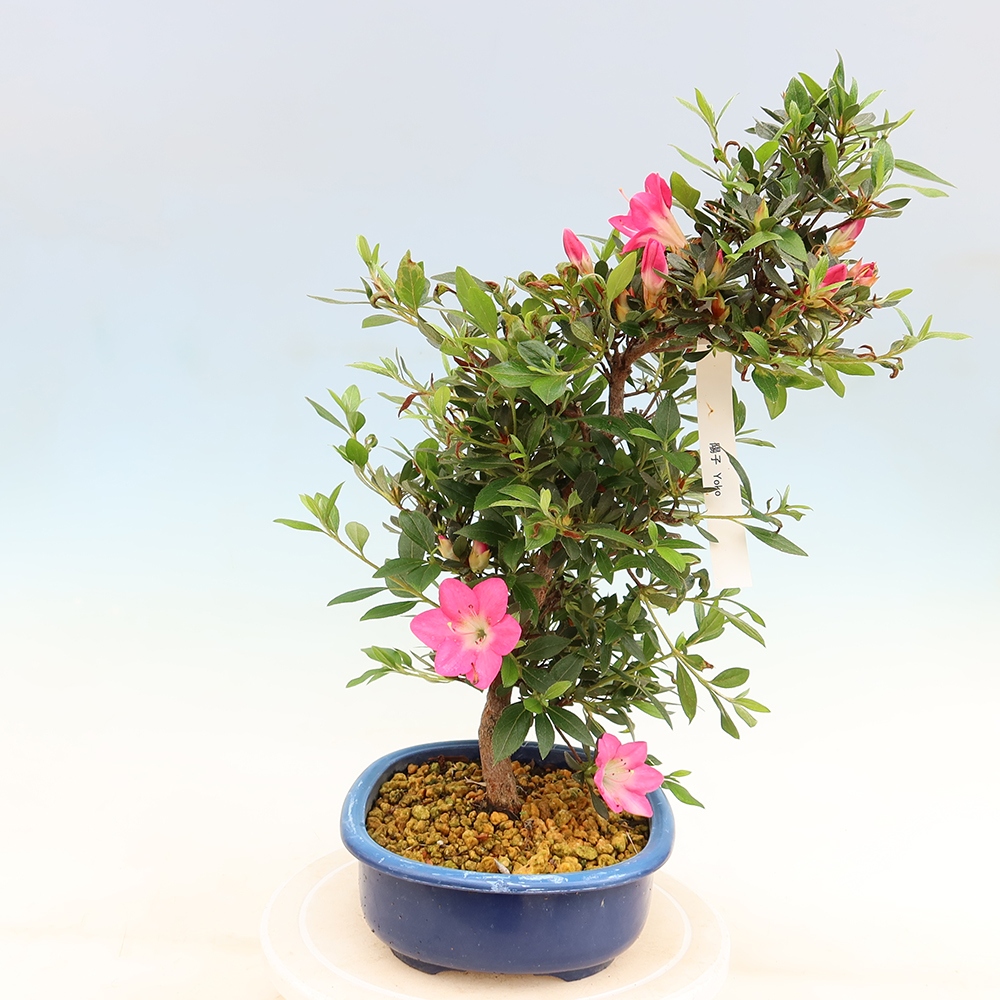 Kültéri bonsai - Japán azálea - Azálea Yoko