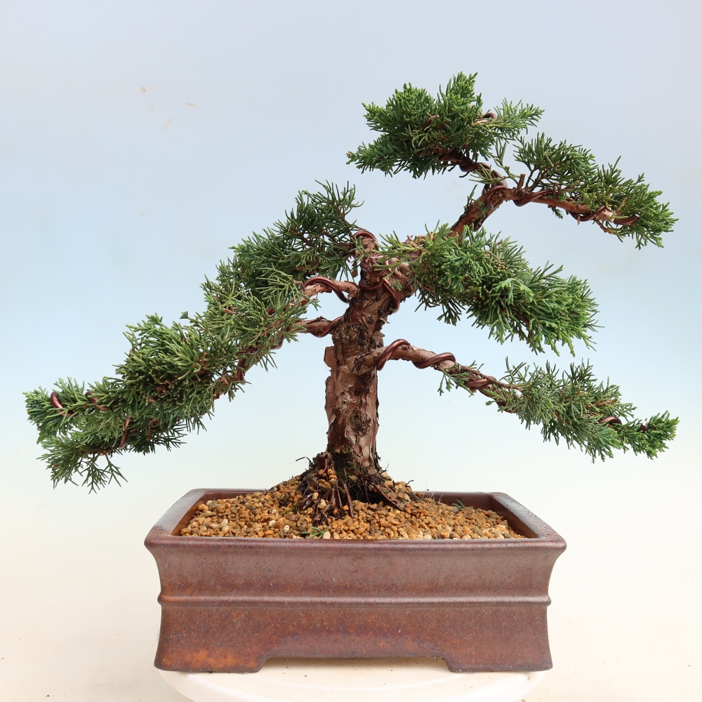 Kültéri bonsai - Juniperus chinensis Kishu