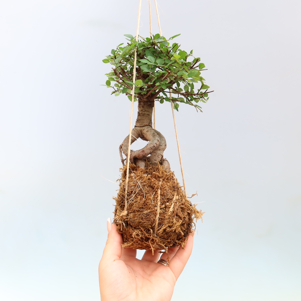 Kokedama a kerámiában -Ulmus parvifolia- kislevelű szilfa