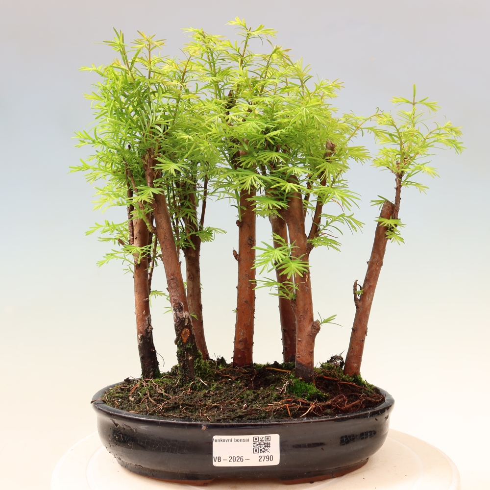 Kültéri bonsai – Metasequoia glyptostroboides – kínai metasequoia – kis erdő