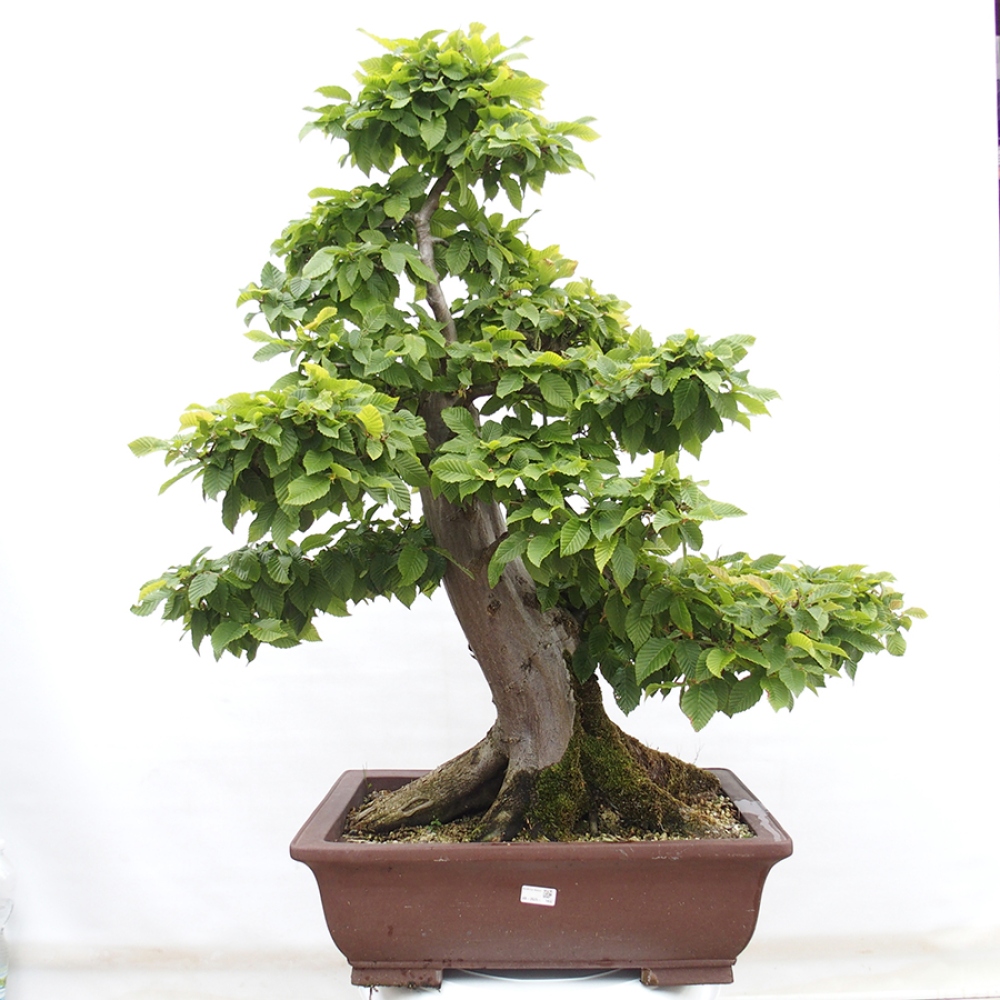 Kültéri bonsai - gyertyán - Carpinus betulus