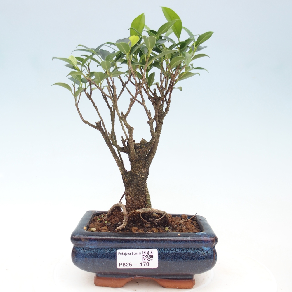 Szobai bonsai - Ficus retusa - kislevelű fikusz