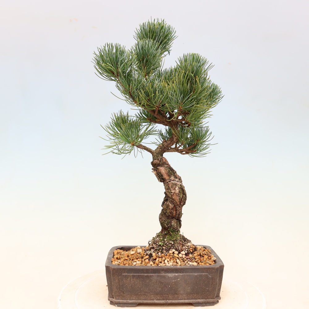 Kültéri bonsai - Pinus parviflora - Pinus parviflora