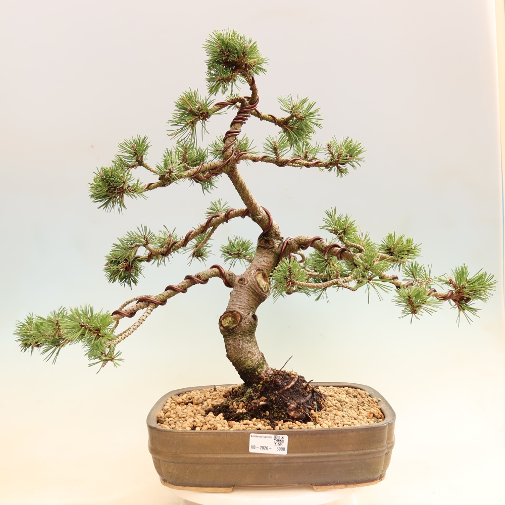 Kültéri bonsai – Pinus mugo Humpy – Törpefenyő