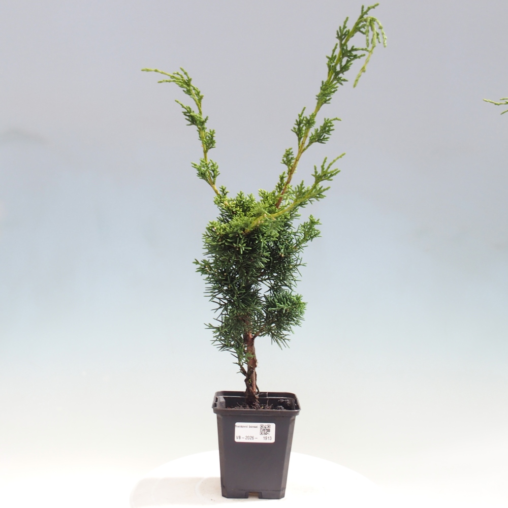 Kültéri bonsai - Juniperus chinensis Kishu