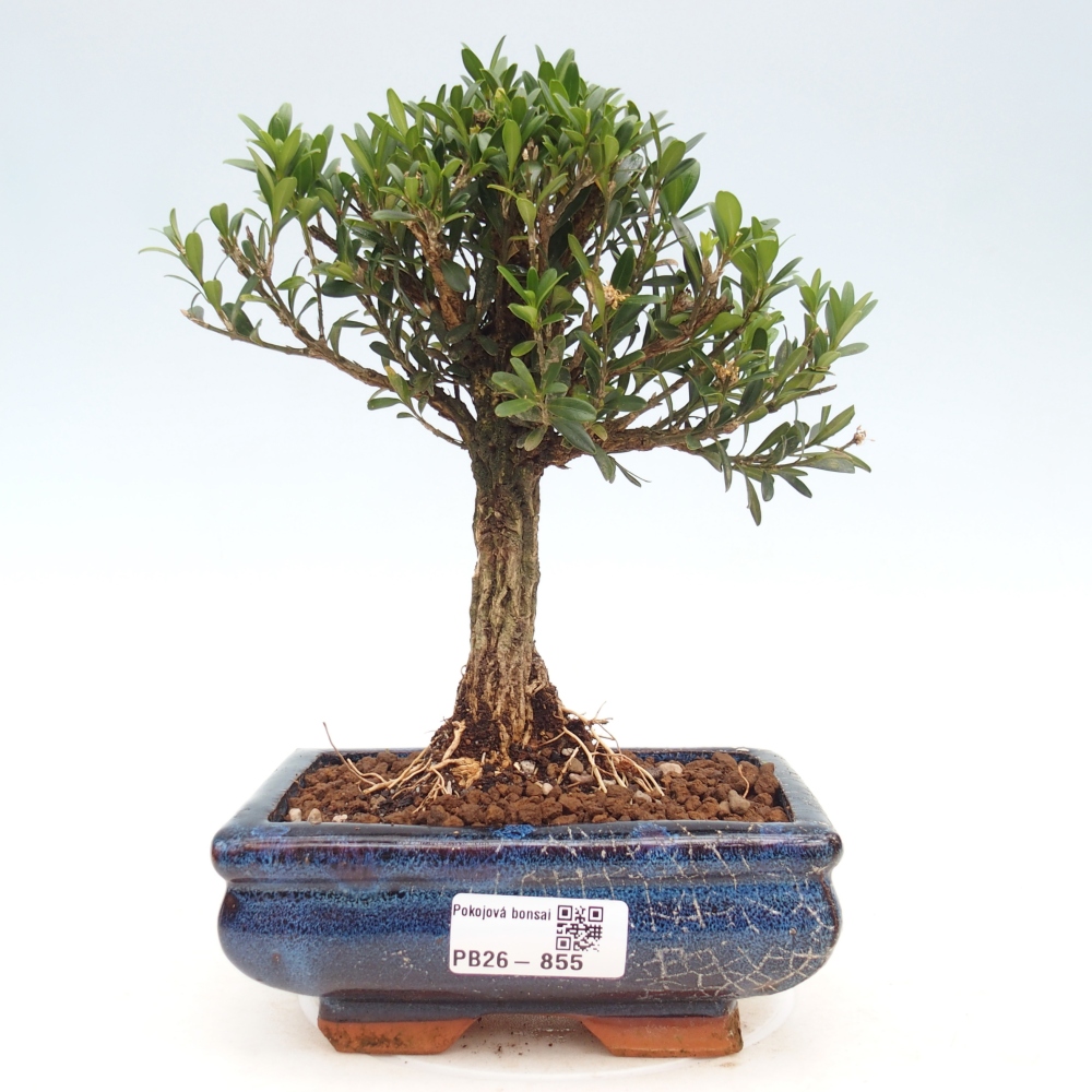 Szobai bonsai - Buxus harlandii - parafa buxus