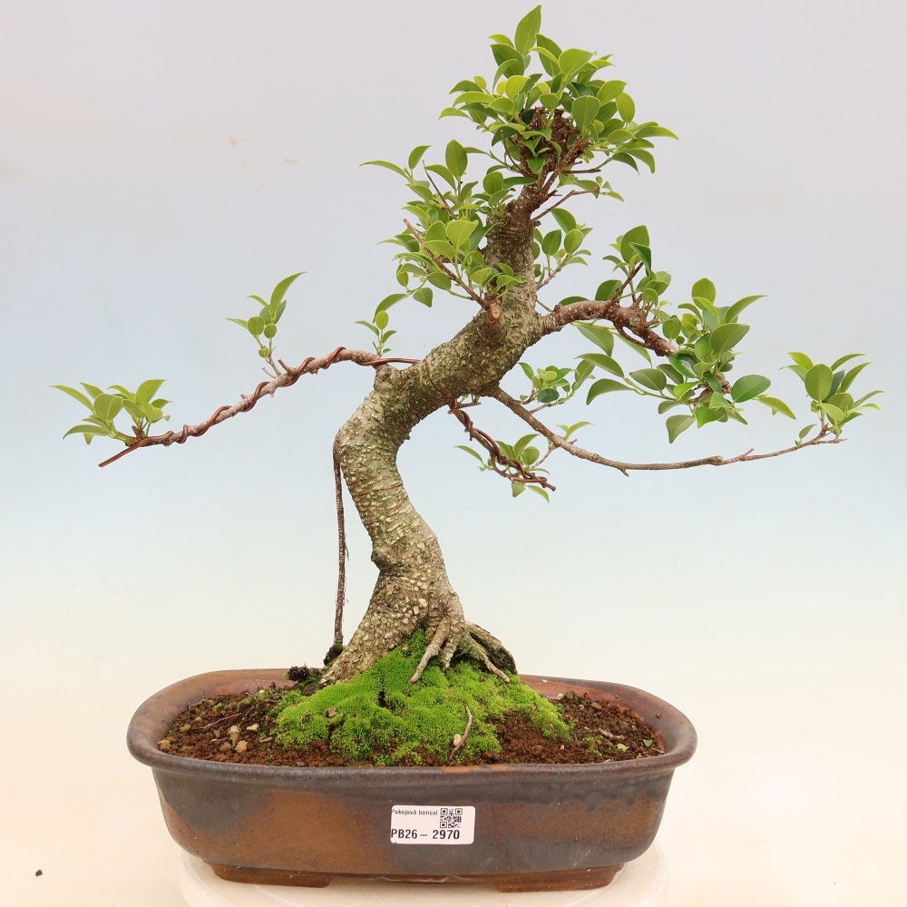 Szobai bonsai - Ficus kimmen - kislevelű fikusz