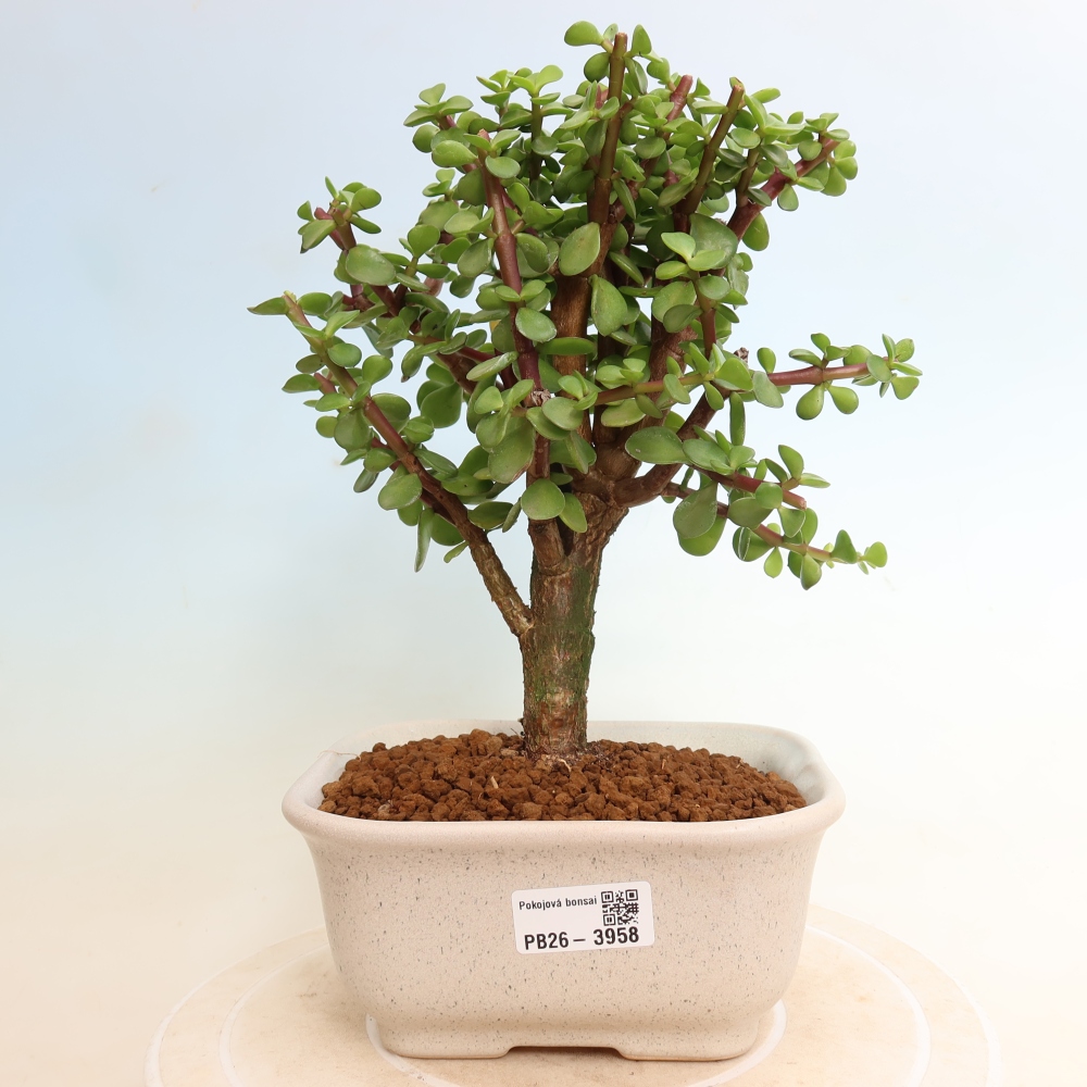 Szoba bonsai - Portulakaria Afra - Tlustice