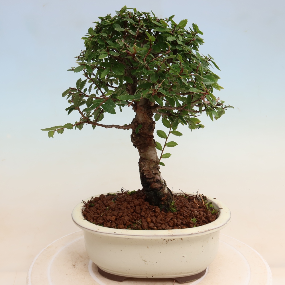 Kültéri bonsai - Zelkova - Zelkova NIRE