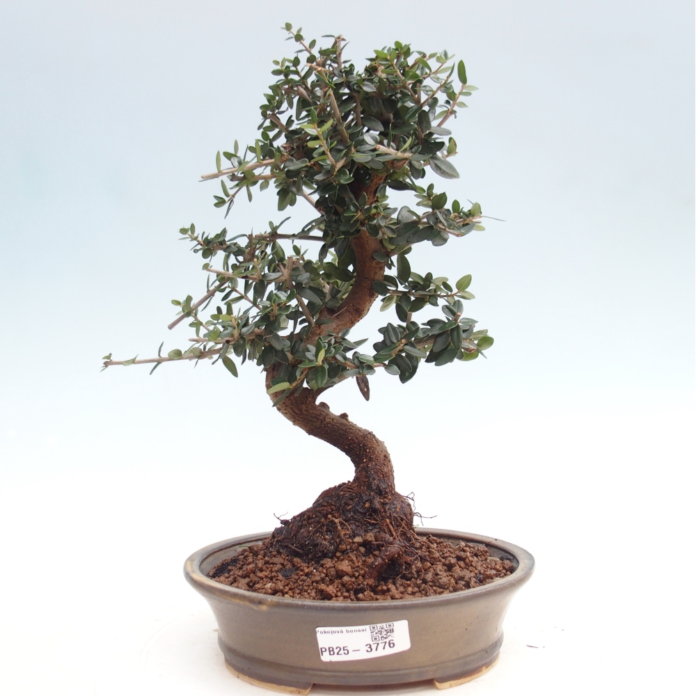 Beltéri bonsai - Olea europaea sylvestris