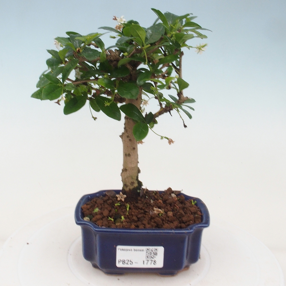 Szobai bonsai - Carmona macrophylla - Tea fuki